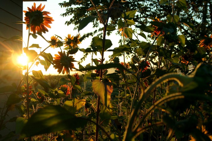 sunrise, sunflowers, farm, august, end of summer
